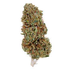 ACDC Cannabis Strain Seymour