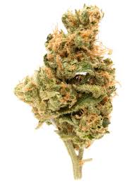 Hindu Kush Cannabis Strain Ulverstone