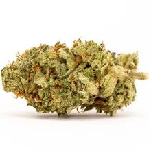 White 99 Marijuana Strain Wauchope