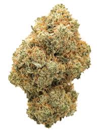 Black Widow Marijuana Strain Walcha