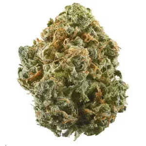south australia medical cannabis